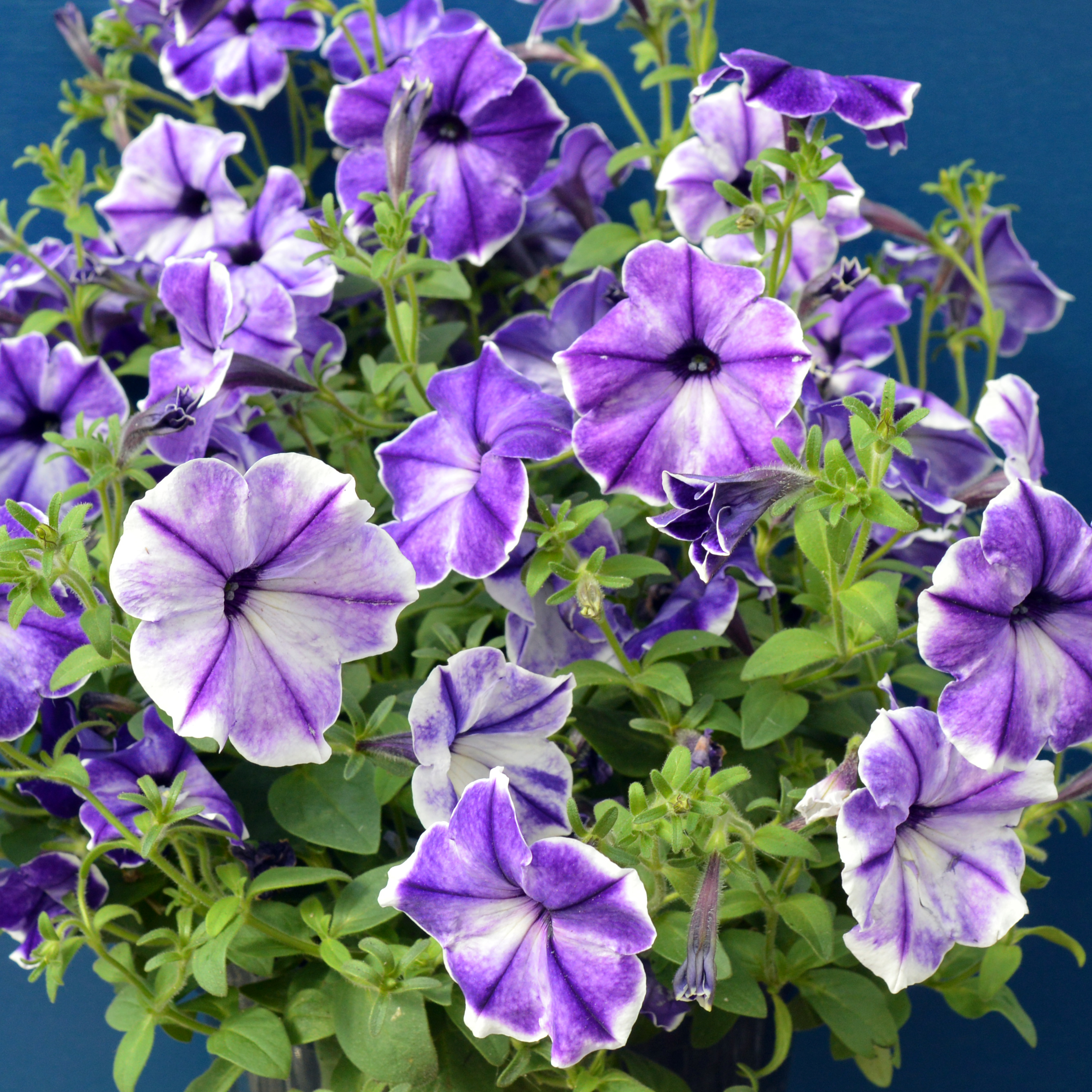 Petunia Designer Ink Splash